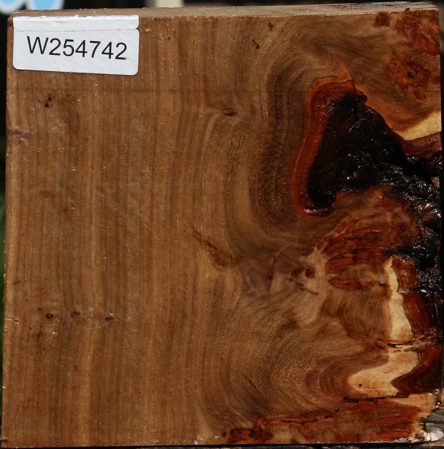 Elm Burl Live Edge Bowl Blank