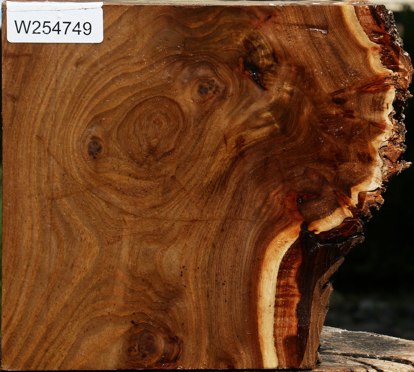 Elm Burl Live Edge Turning Blank