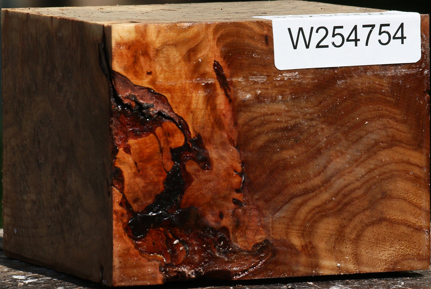 Elm Burl Bowl Blank