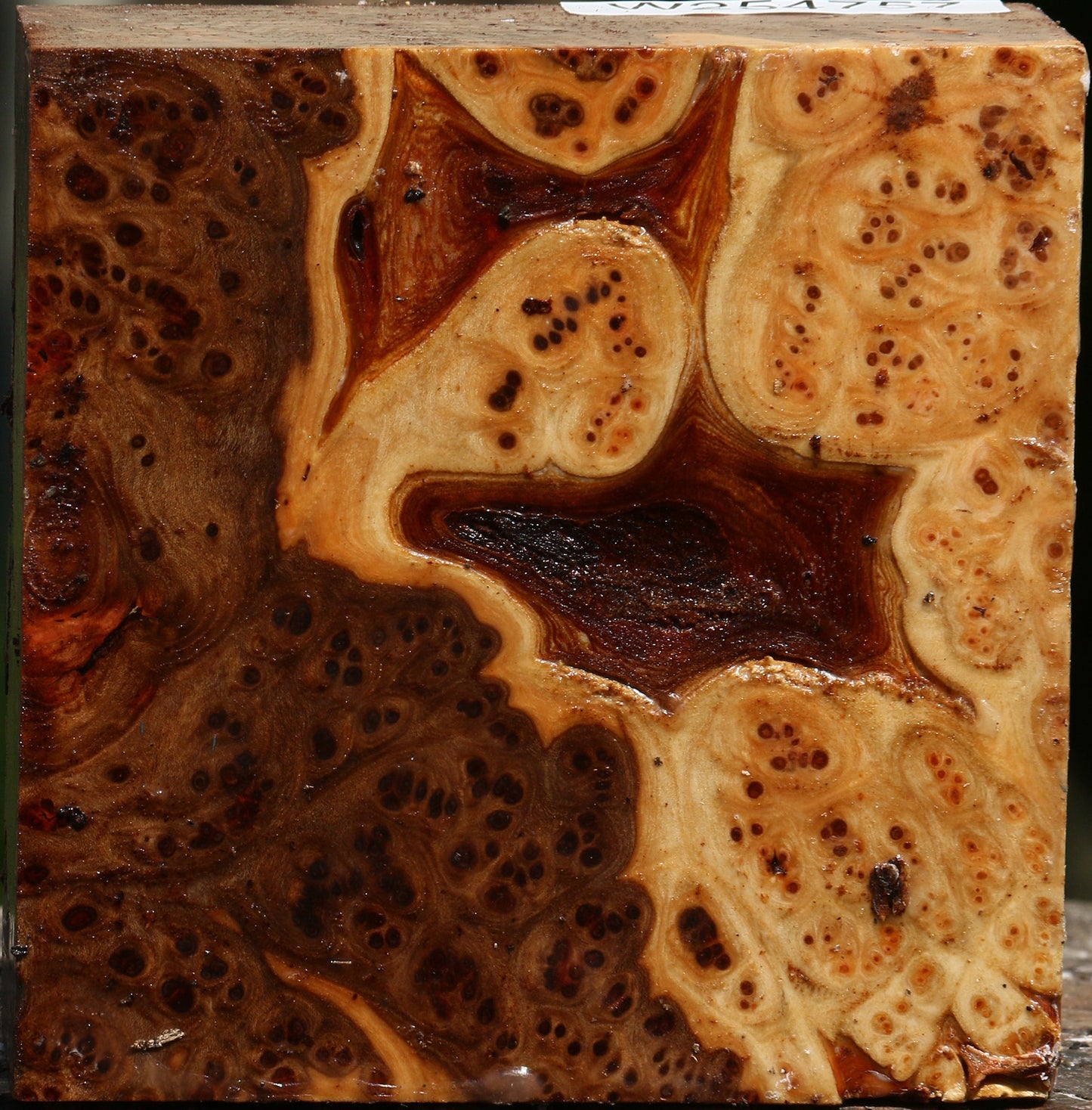 Elm Burl Bowl Blank