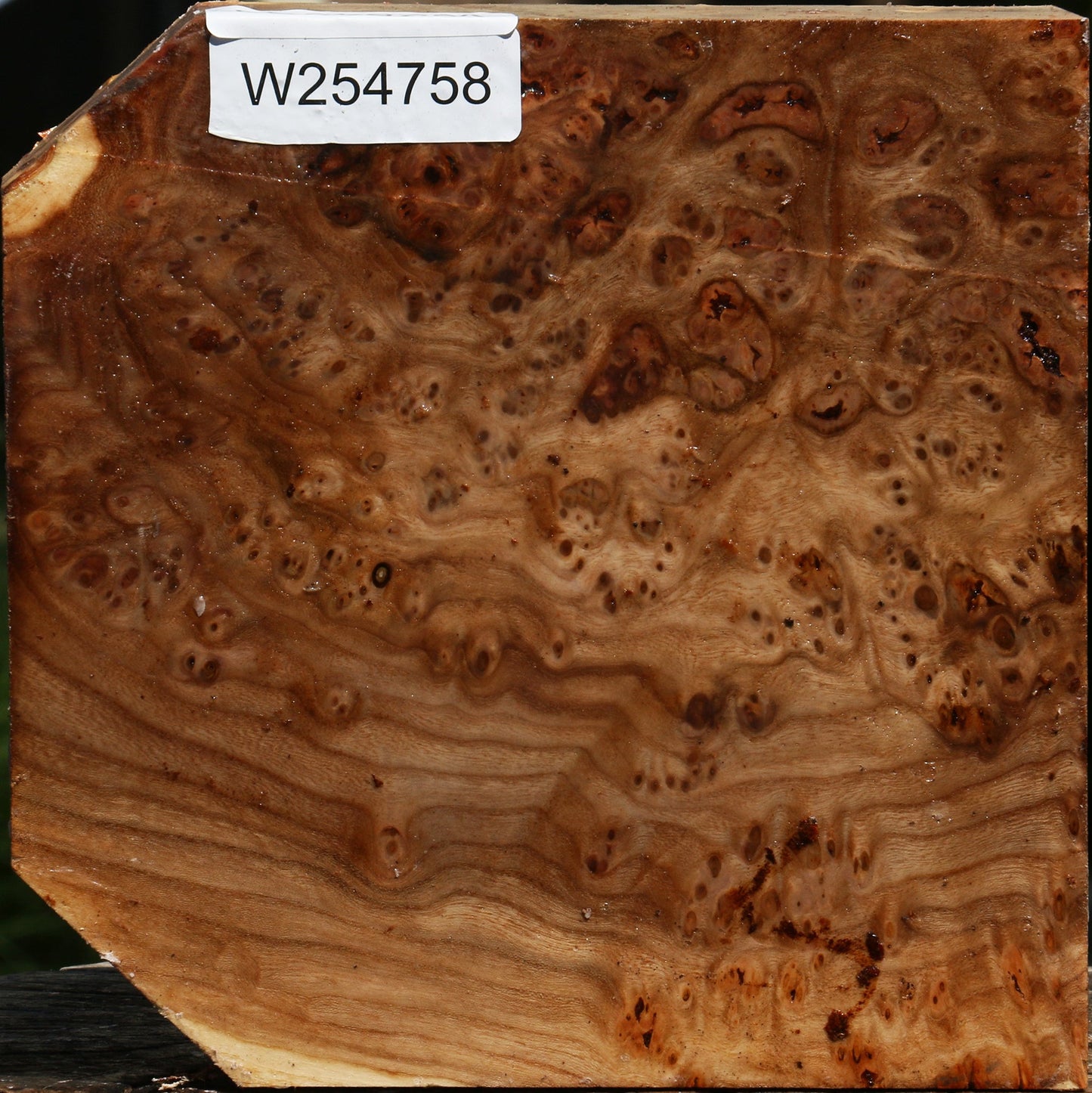 Elm Burl Bowl Blank