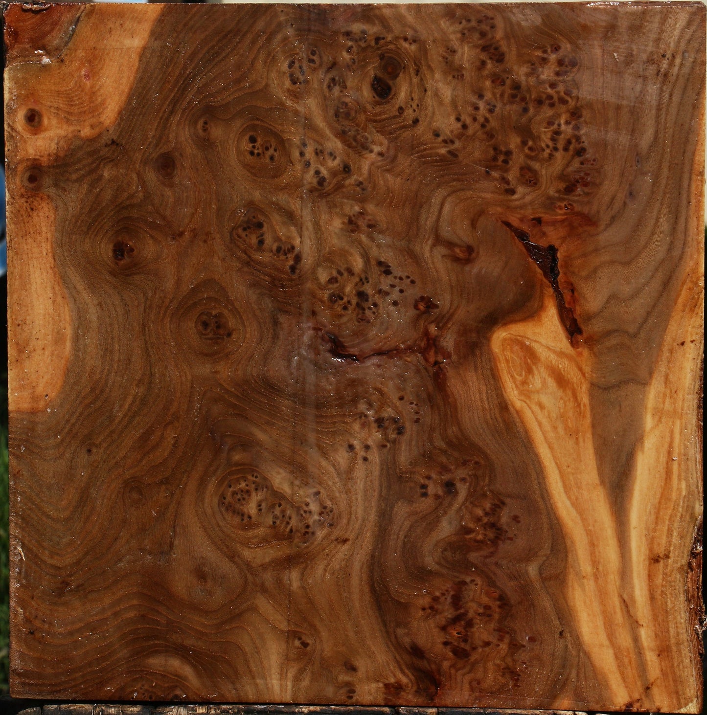 Elm Burl Live Edge Bowl Blank