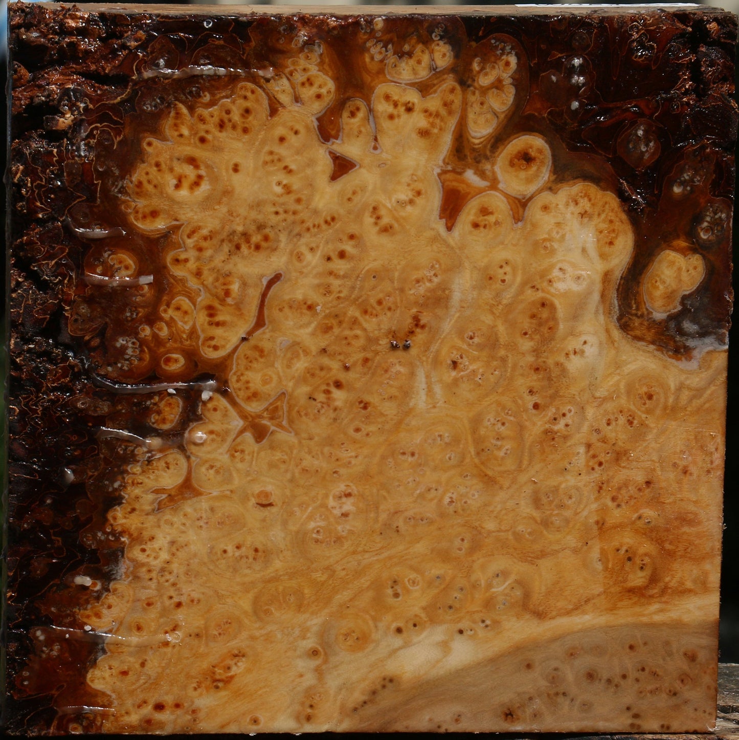 Elm Burl Bowl Blank