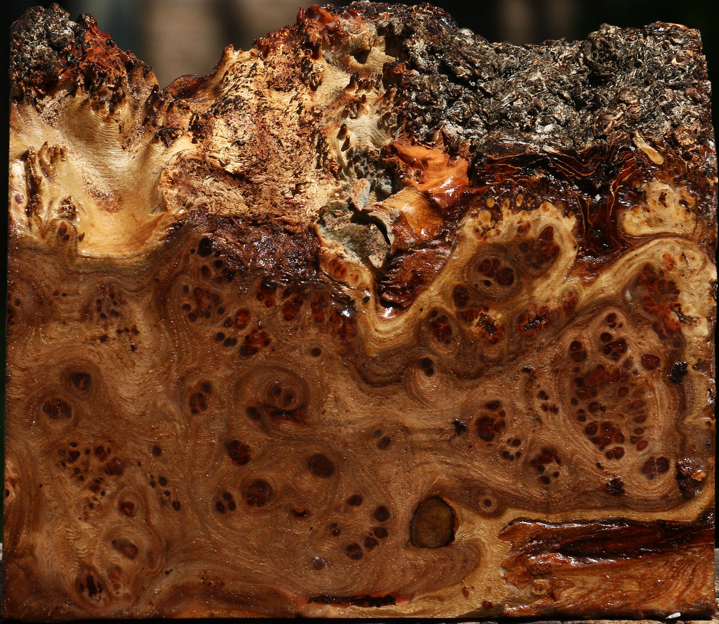 Elm Burl Live Edge Turning Blank