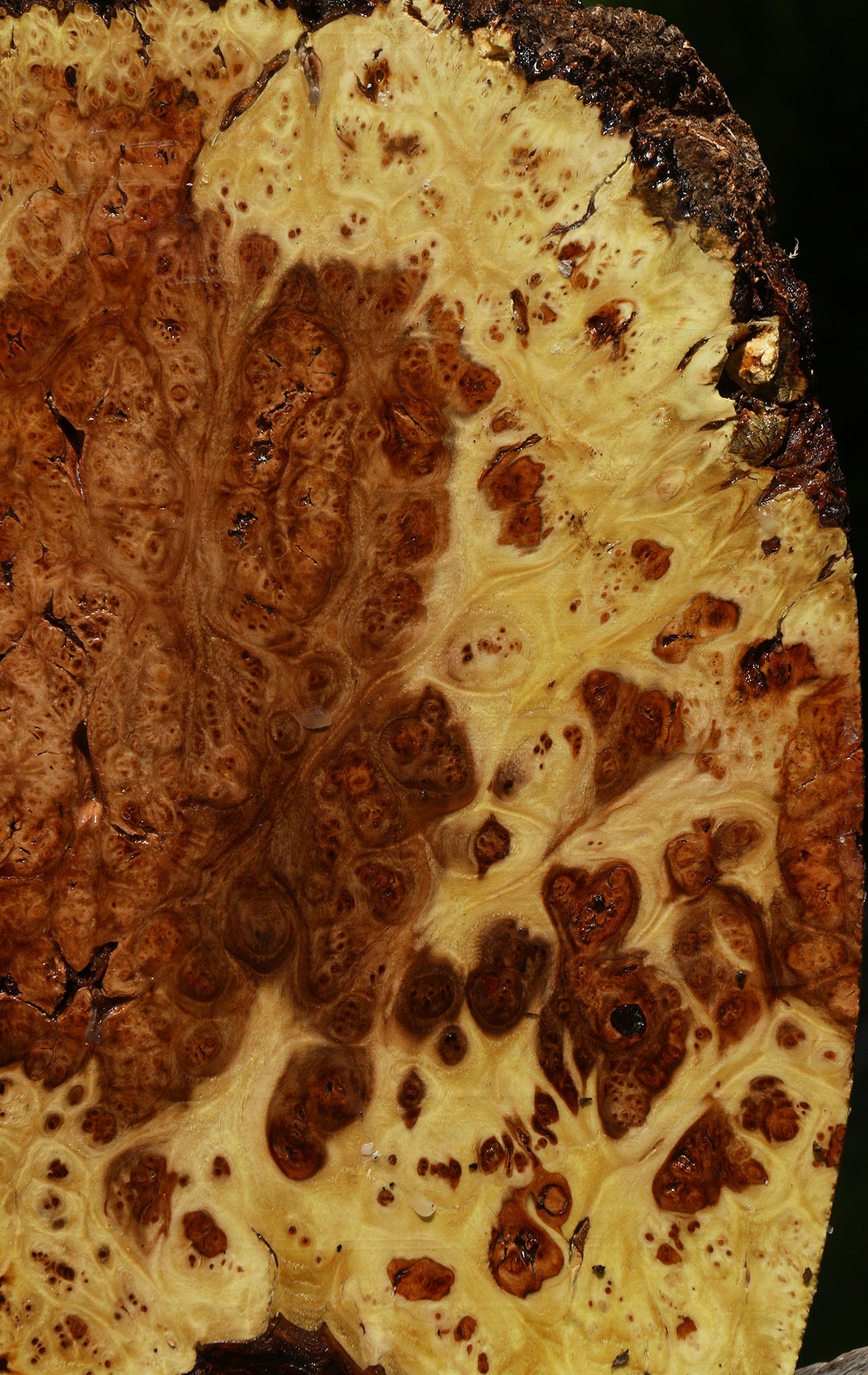 Elm Burl Cookie