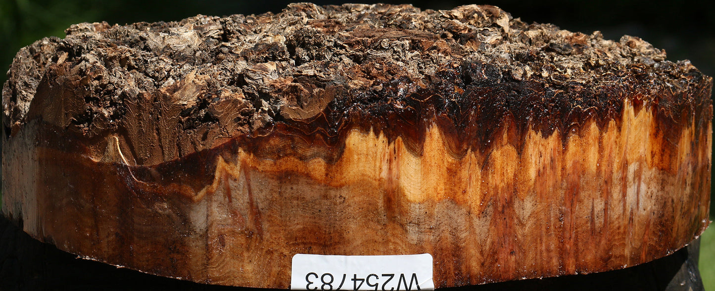 Elm Burl Cap