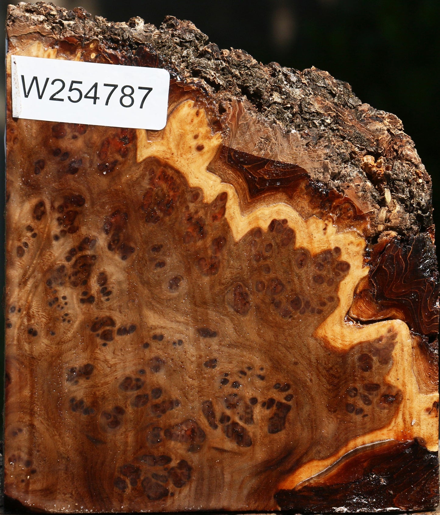 Elm Burl Live Edge Turning Blank