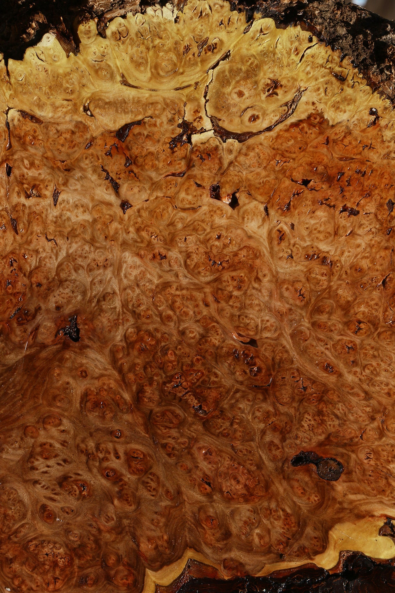 Elm Burl Cookie