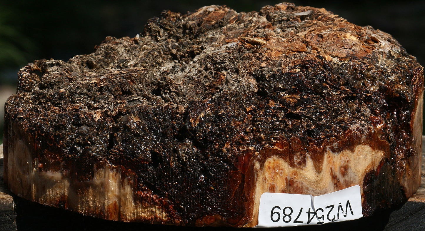 Elm Burl Live Edge Turning Blank