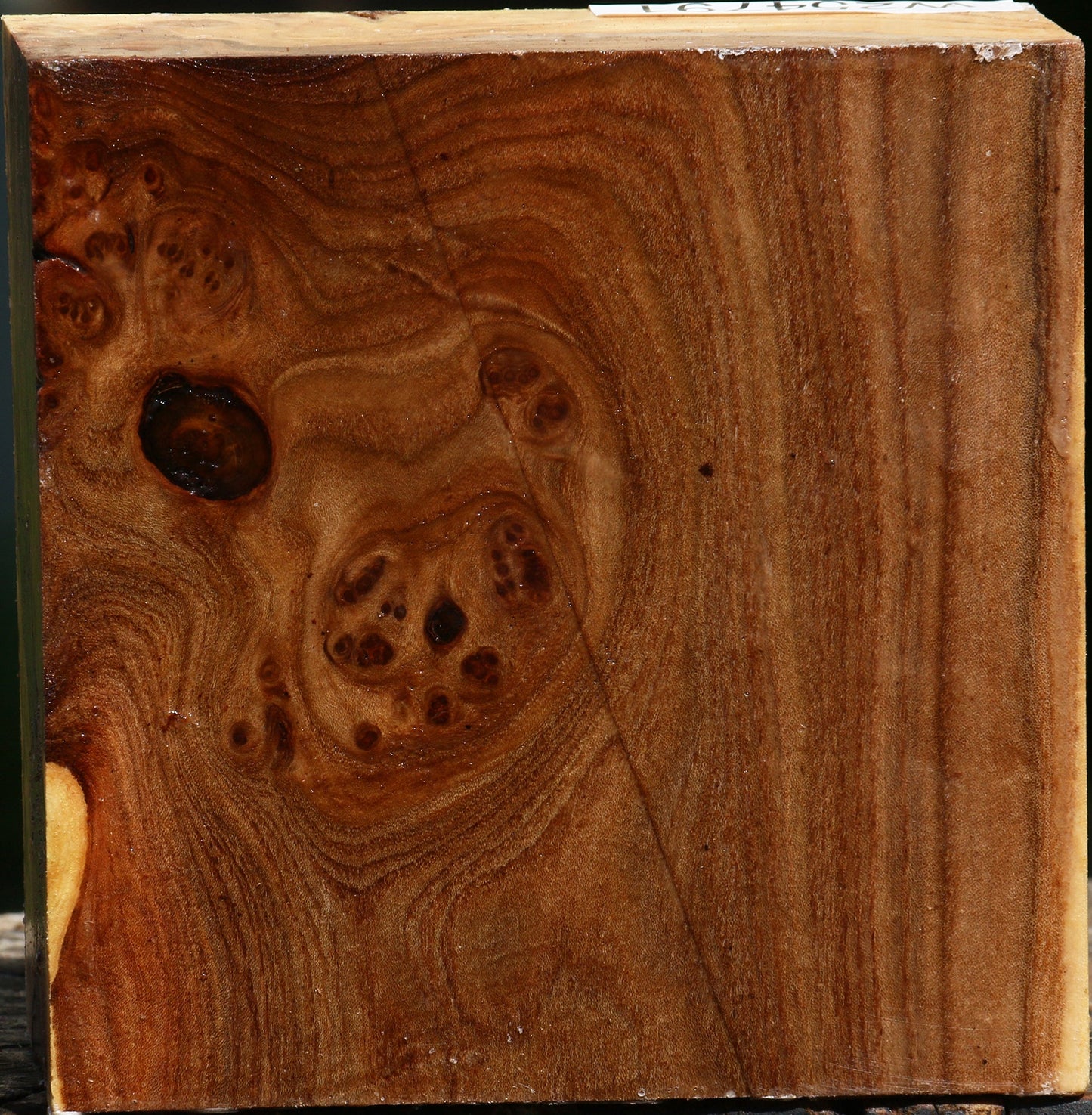 Elm Burl Bowl Blank