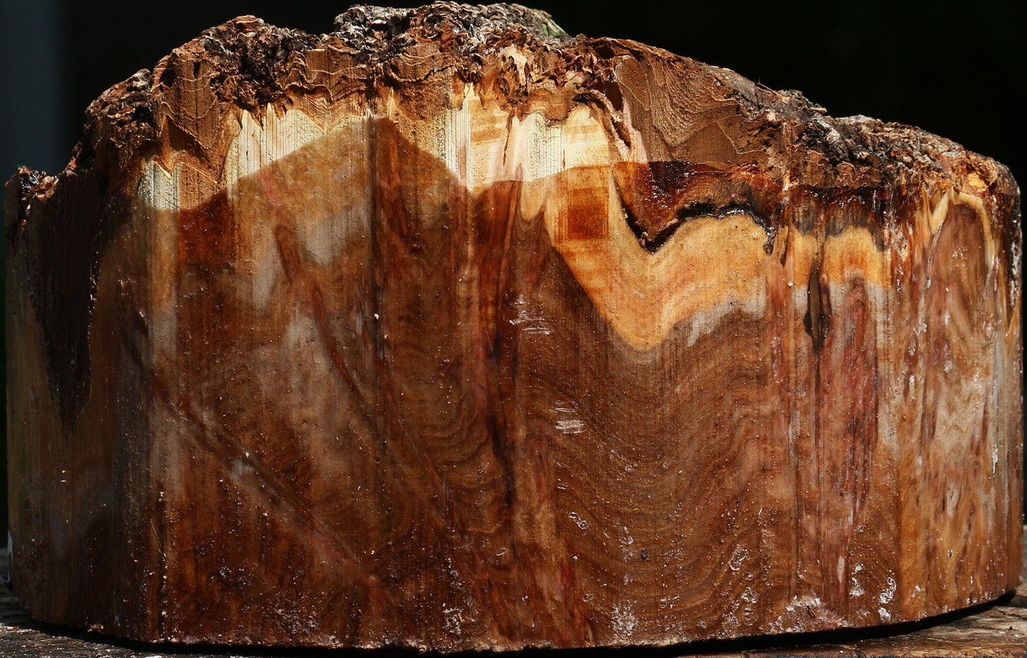 Elm Burl Live Edge Turning Blank
