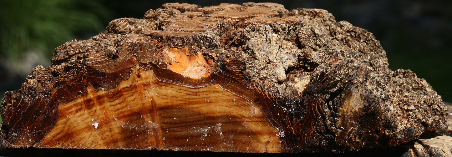 Elm Burl Live Edge Turning Blank
