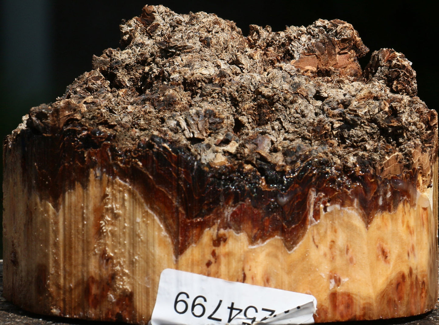 Elm Burl Live Edge Bowl Blank