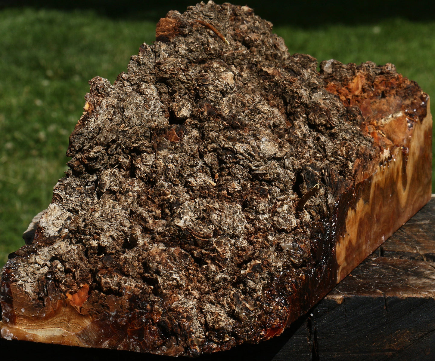 Elm Burl Live Edge Vessel Blank