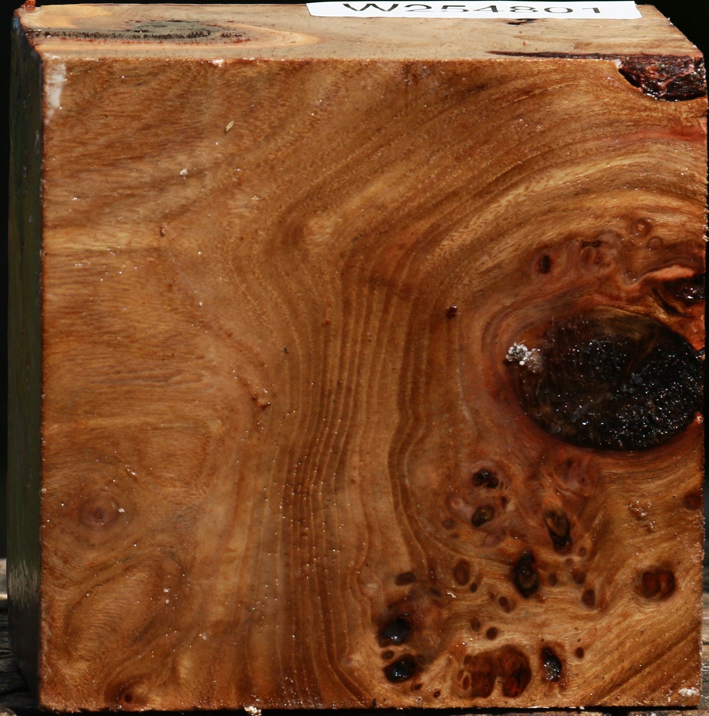 Elm Burl Bowl Blank