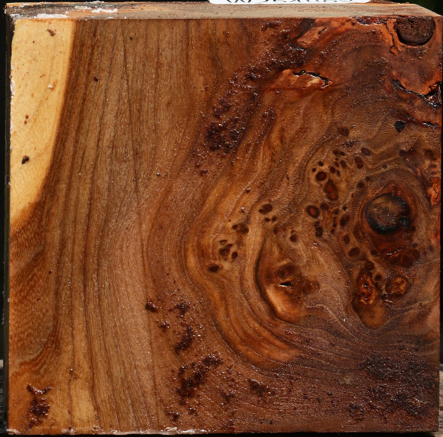 Elm Burl Bowl Blank
