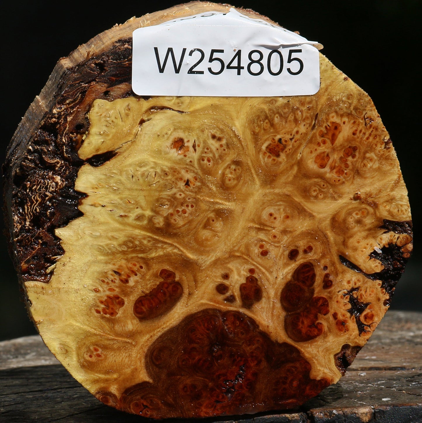 Elm Burl Bowl Blank