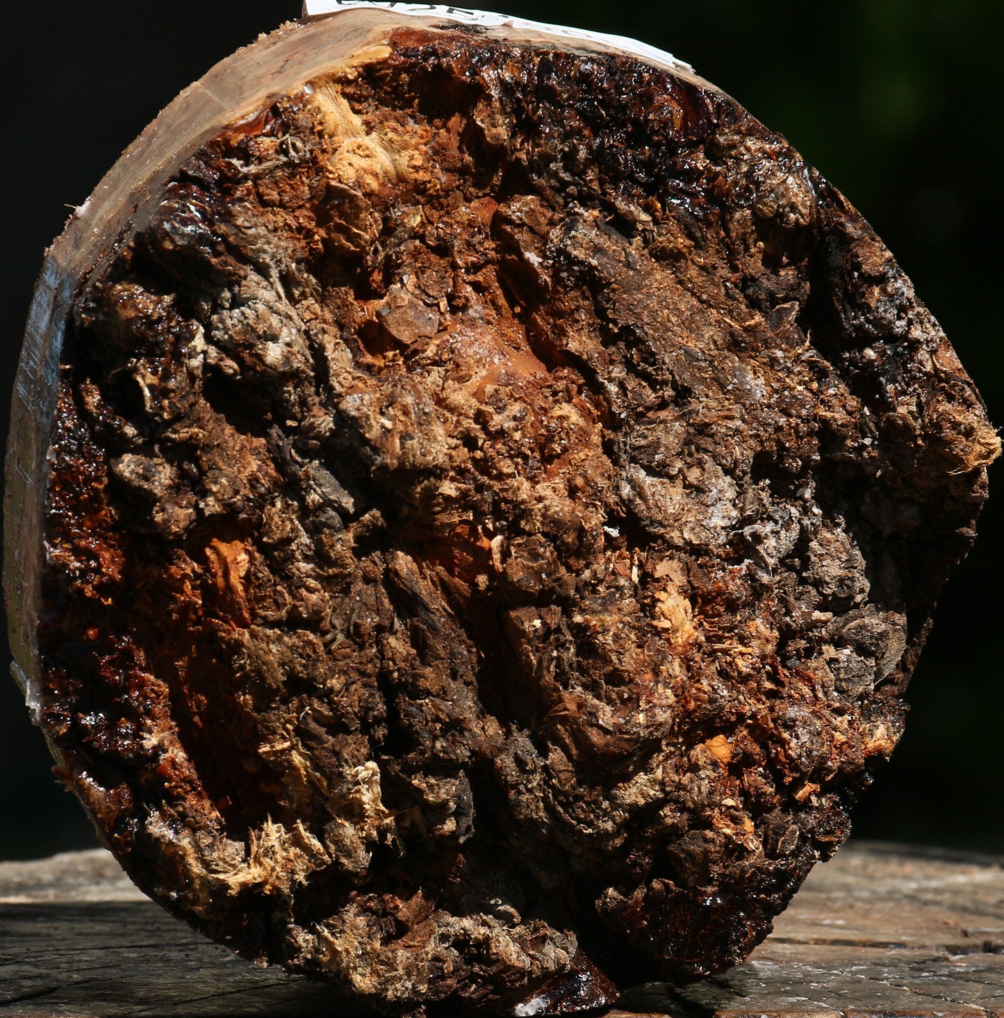 Elm Burl Live Edge Bowl Blank