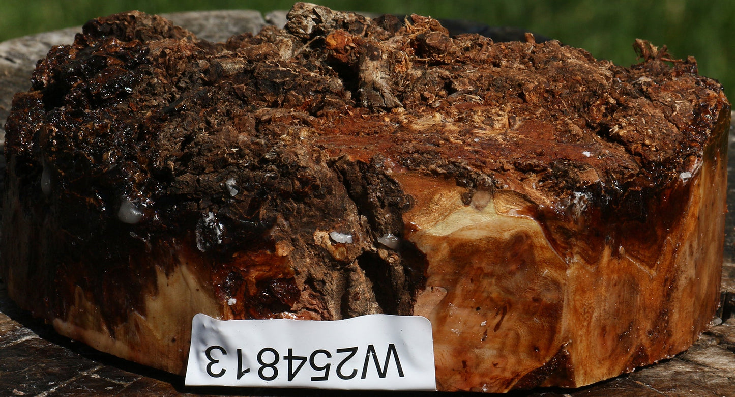 Elm Burl Live Edge Turning Blank