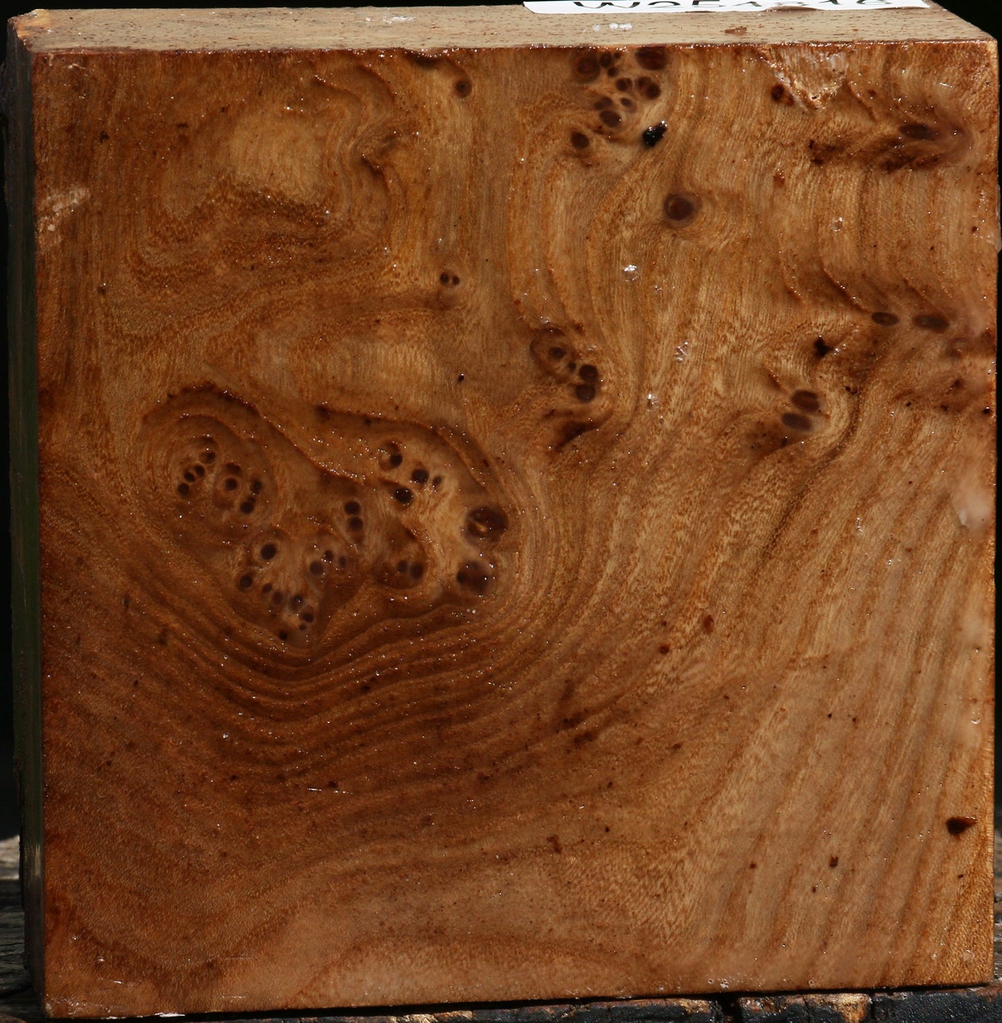 Elm Burl Bowl Blank