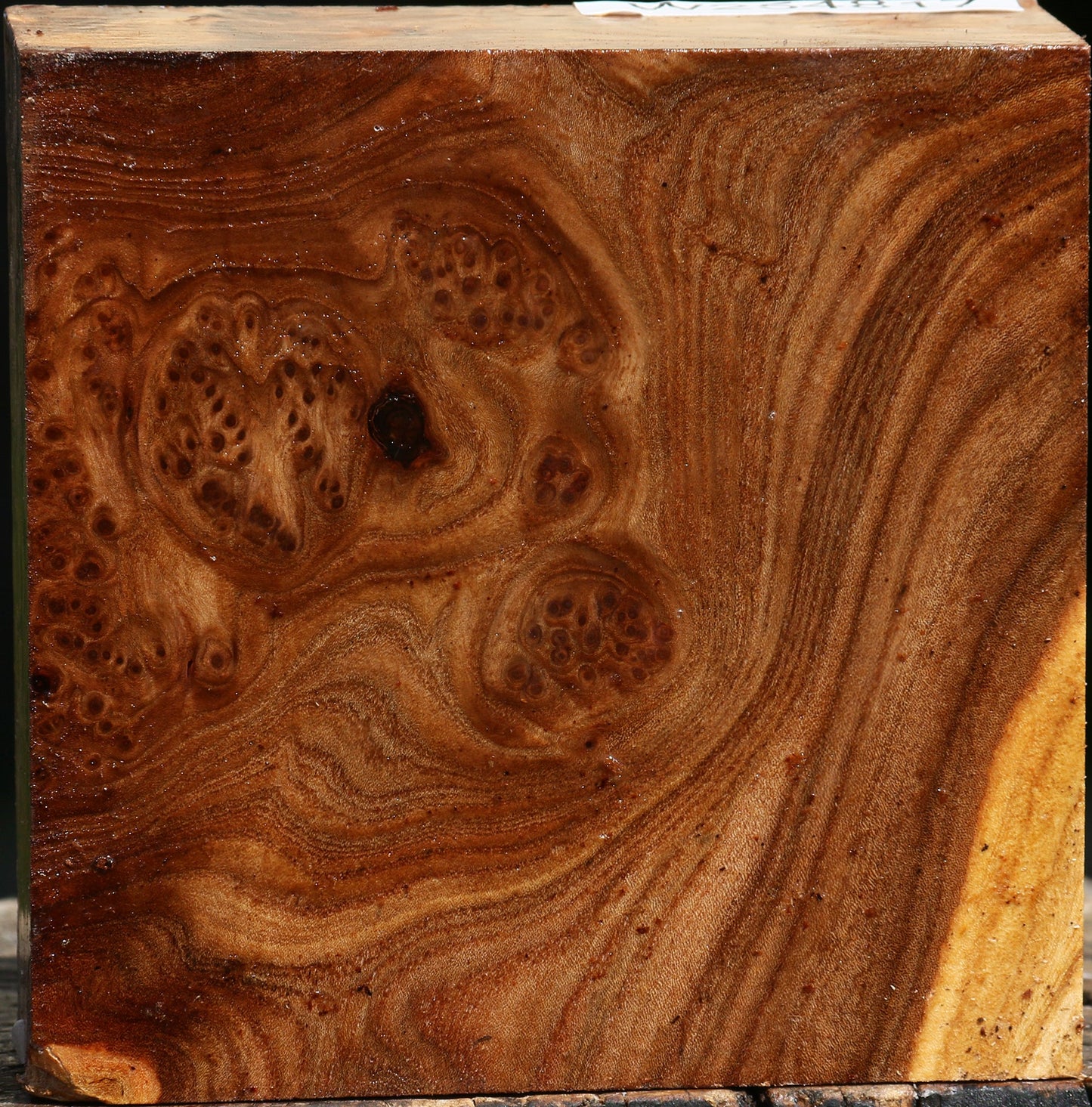 Elm Burl Bowl Blank