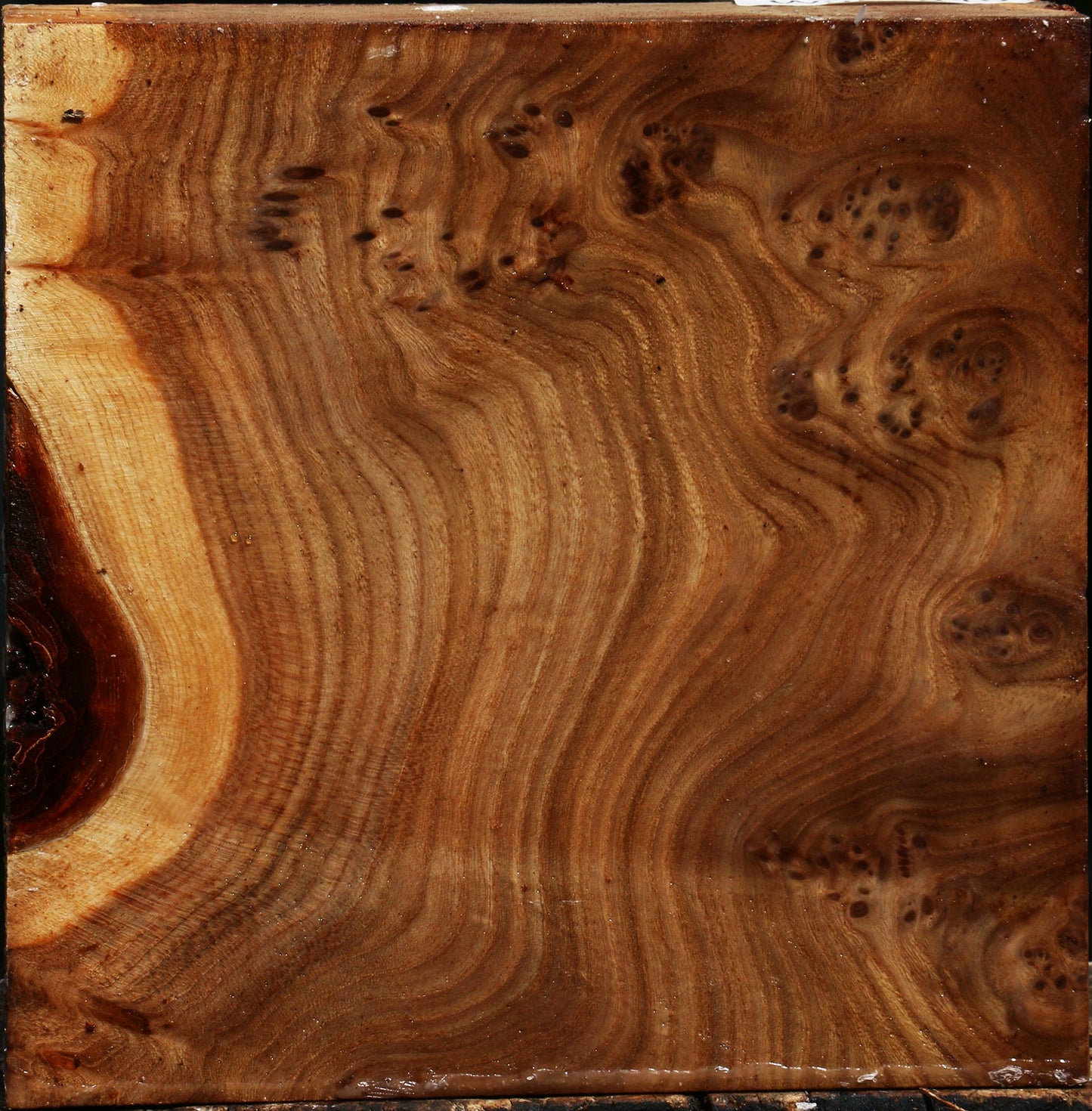 Elm Burl Bowl Blank
