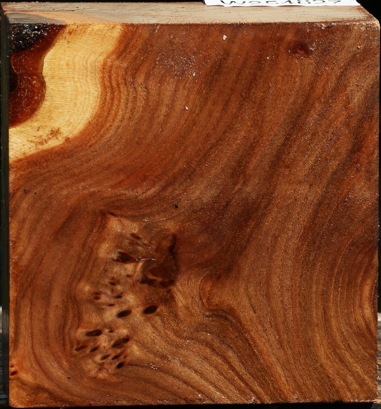 Elm Burl Bowl Blank