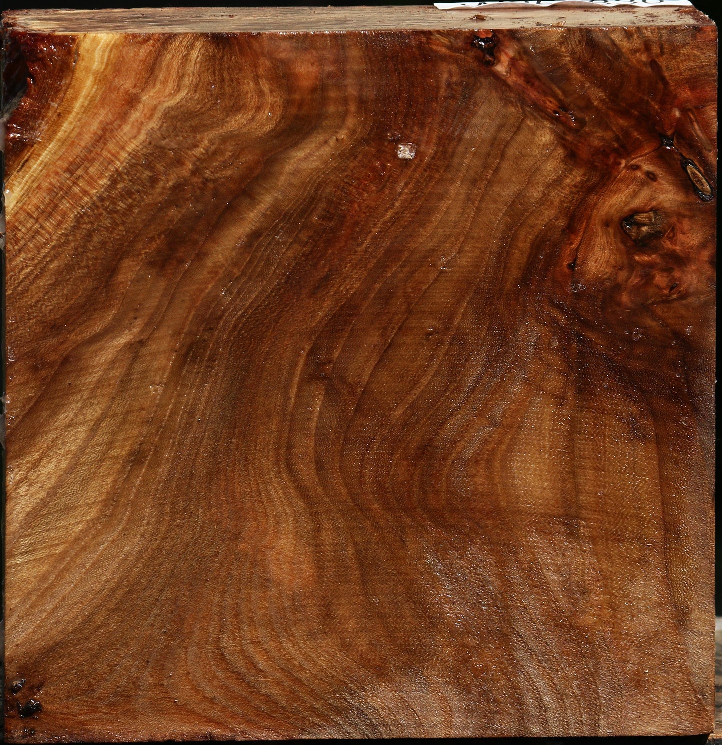 Elm Burl Bowl Blank