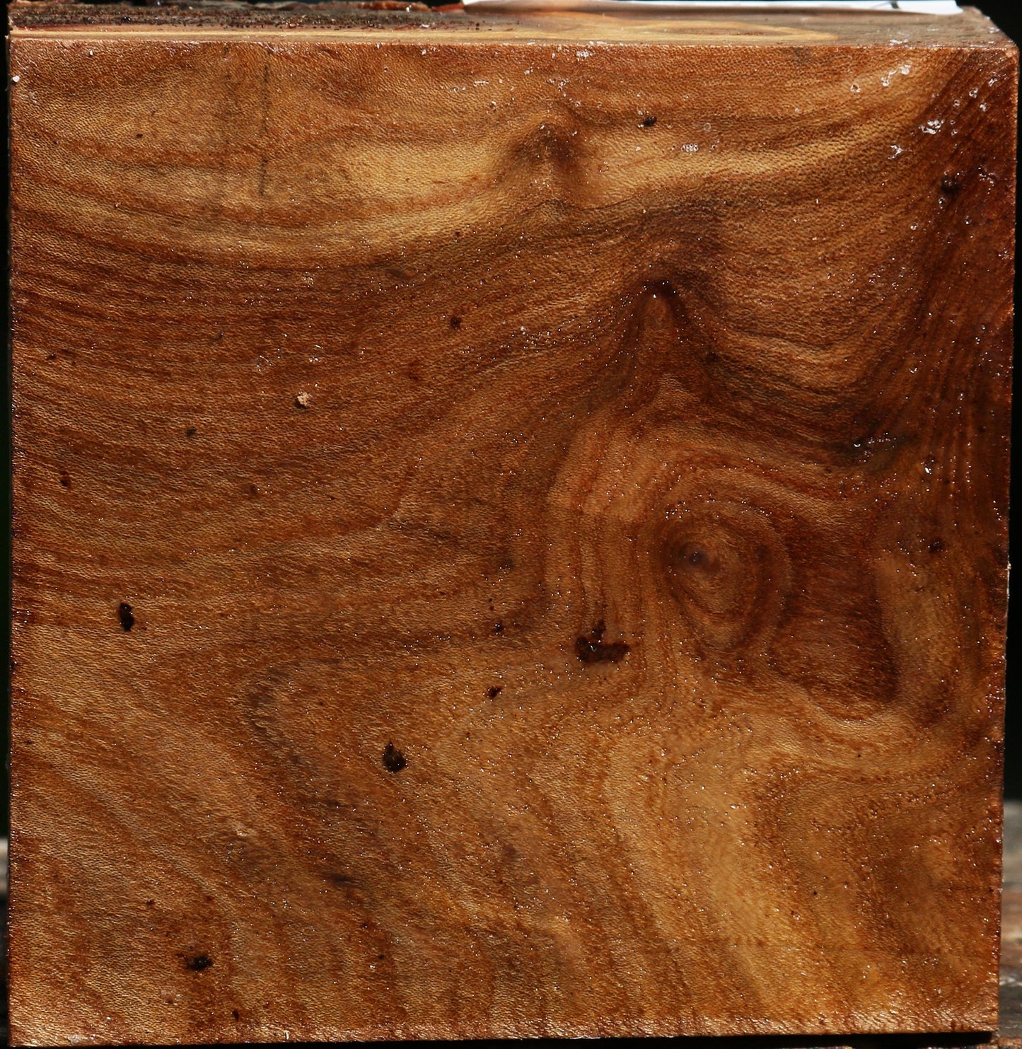 Elm Burl Bowl Blank
