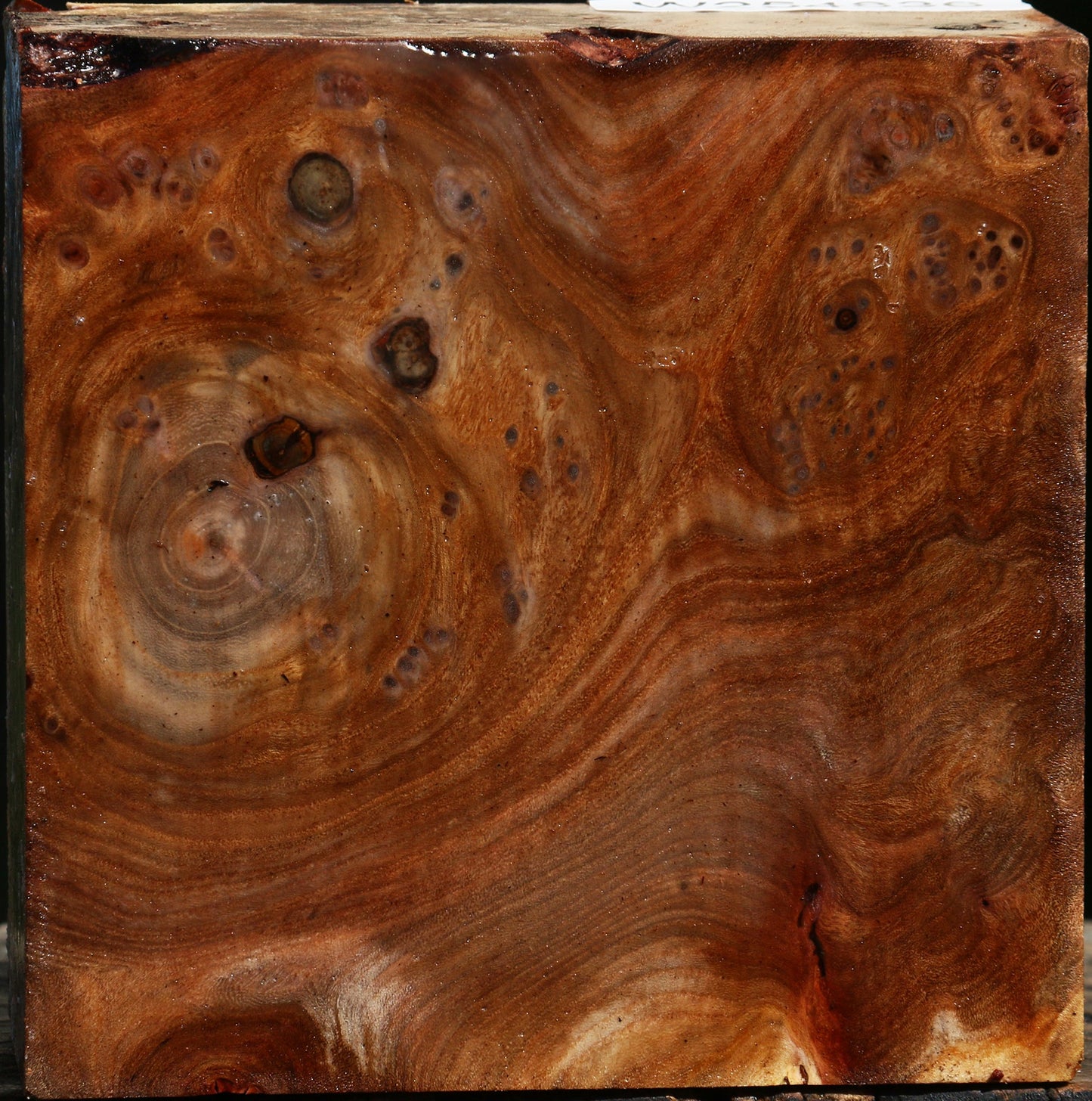 Elm Burl Bowl Blank
