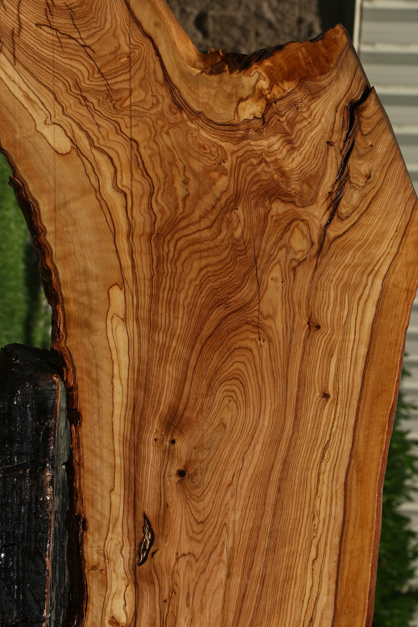 Extra Fancy African Olive Live Edge Lumber