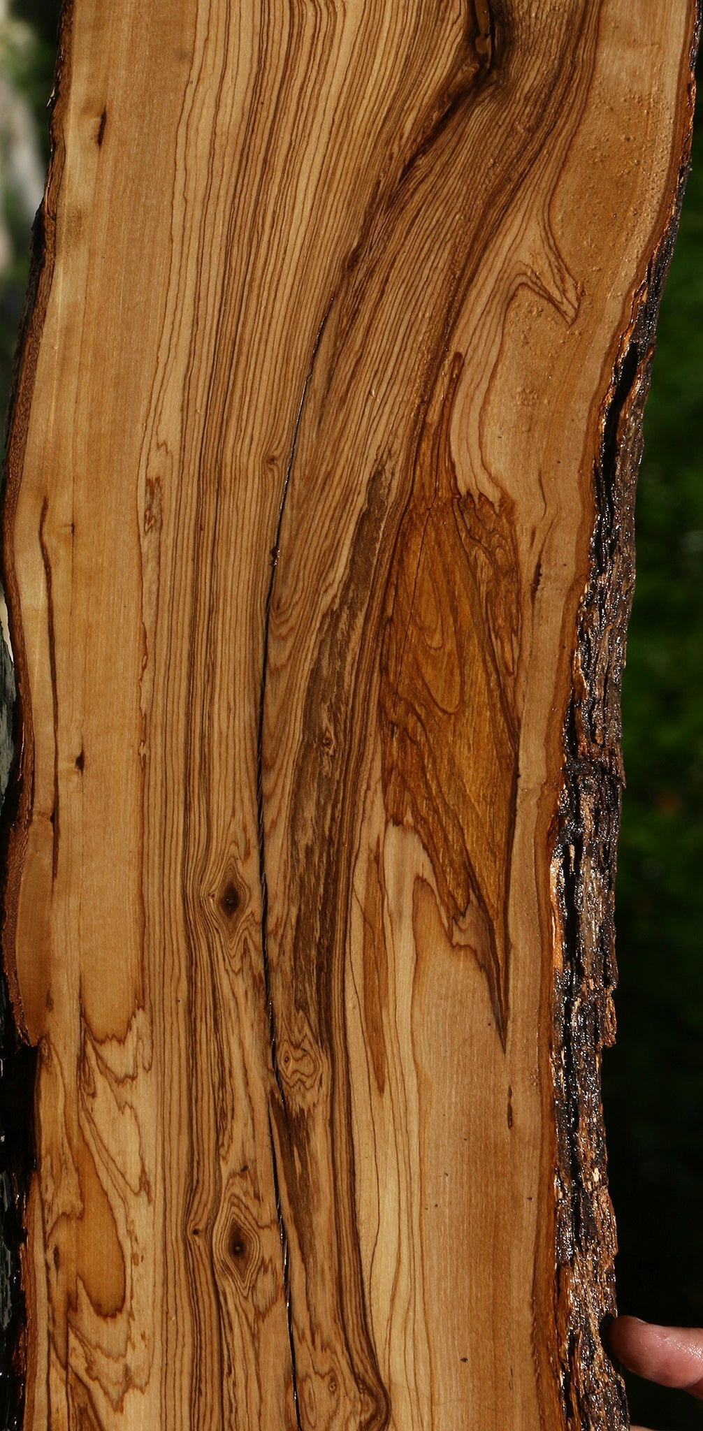 Figured Rustic African Olive Live Edge Lumber