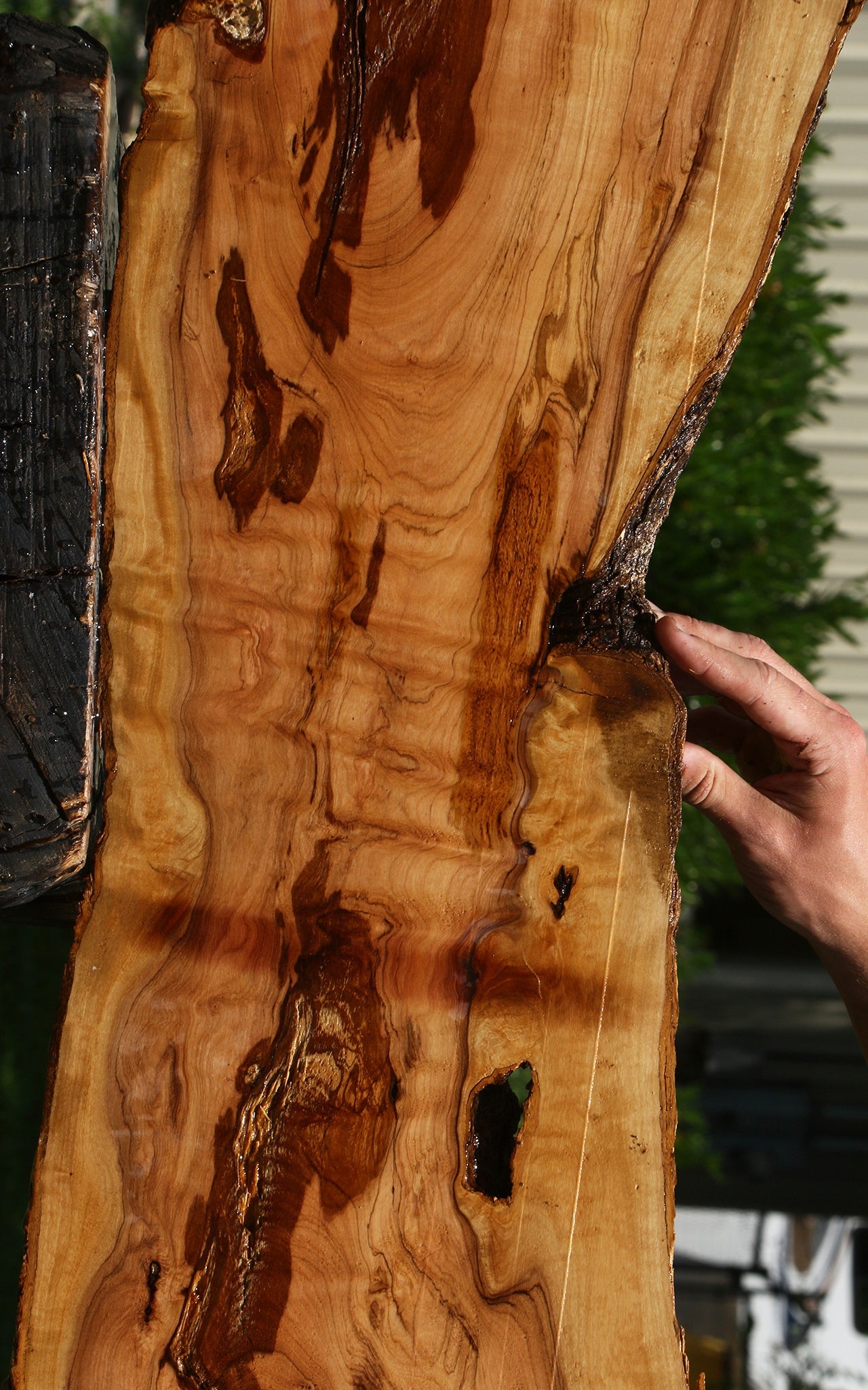 Extra Fancy Rustic African Olive Live Edge Lumber