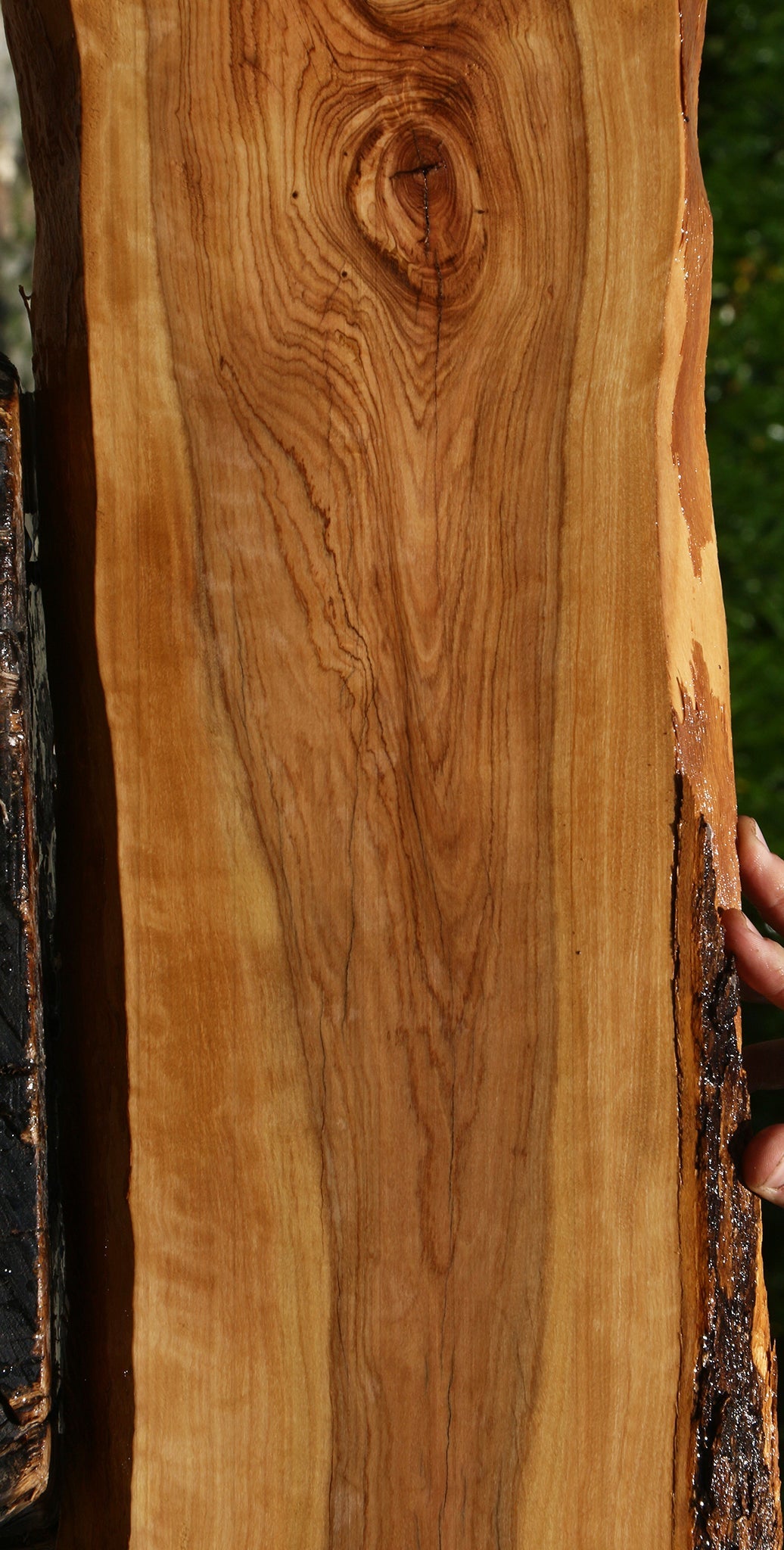 Figured African Olive Live Edge Lumber