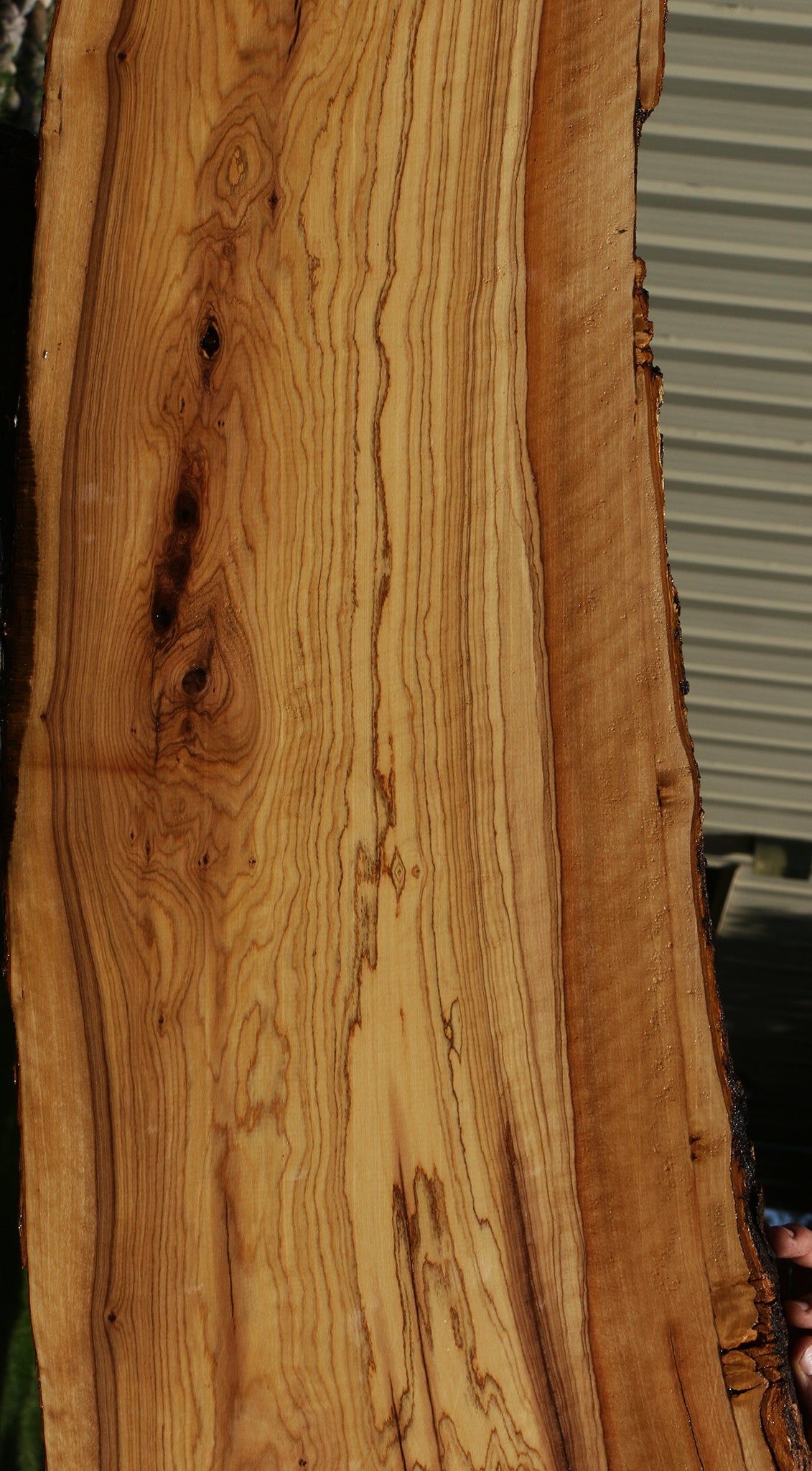Extra Fancy Rustic African Olive Live Edge Lumber