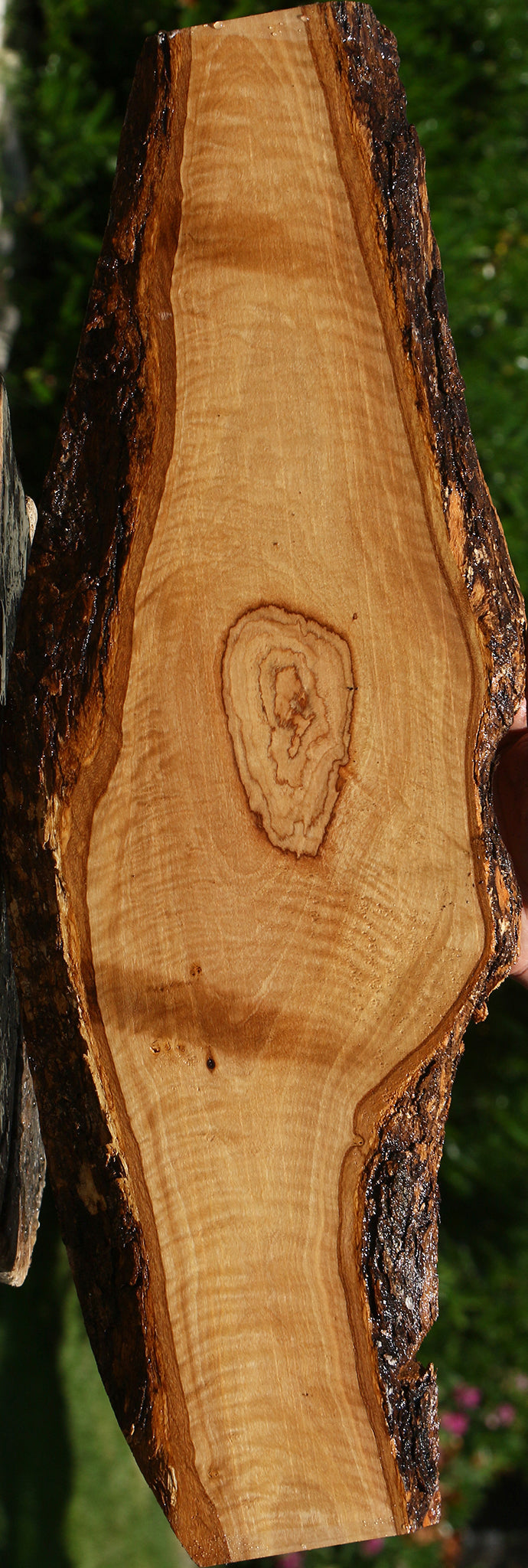Extra Fancy African Olive Live Edge Lumber