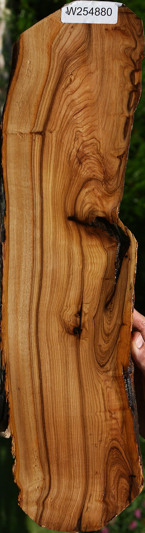 Extra Fancy African Olive Live Edge Lumber
