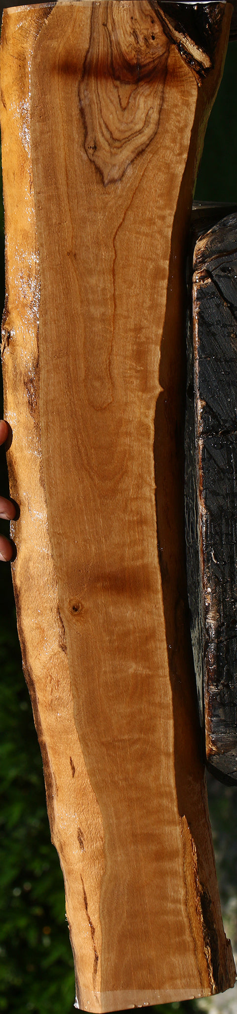 Extra Fancy African Olive Live Edge Lumber