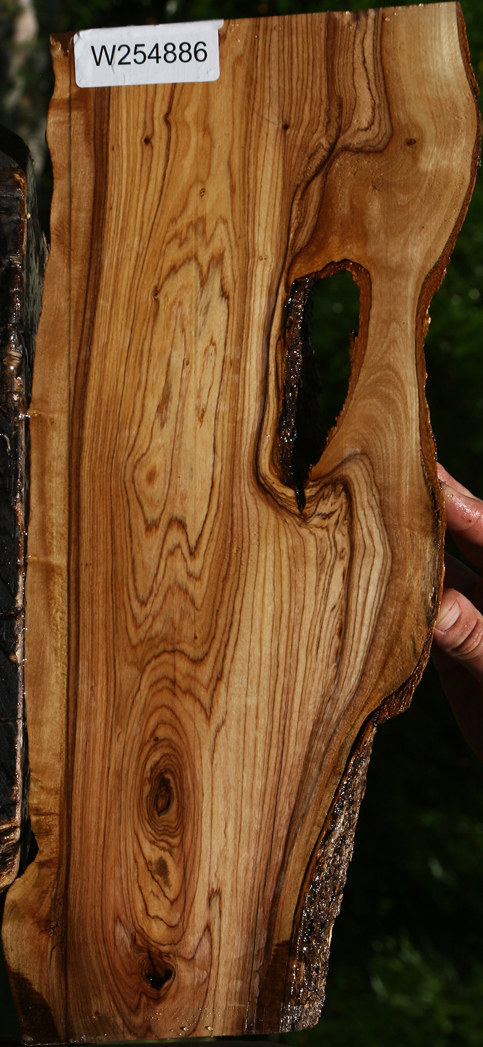 Figured African Olive Live Edge Lumber
