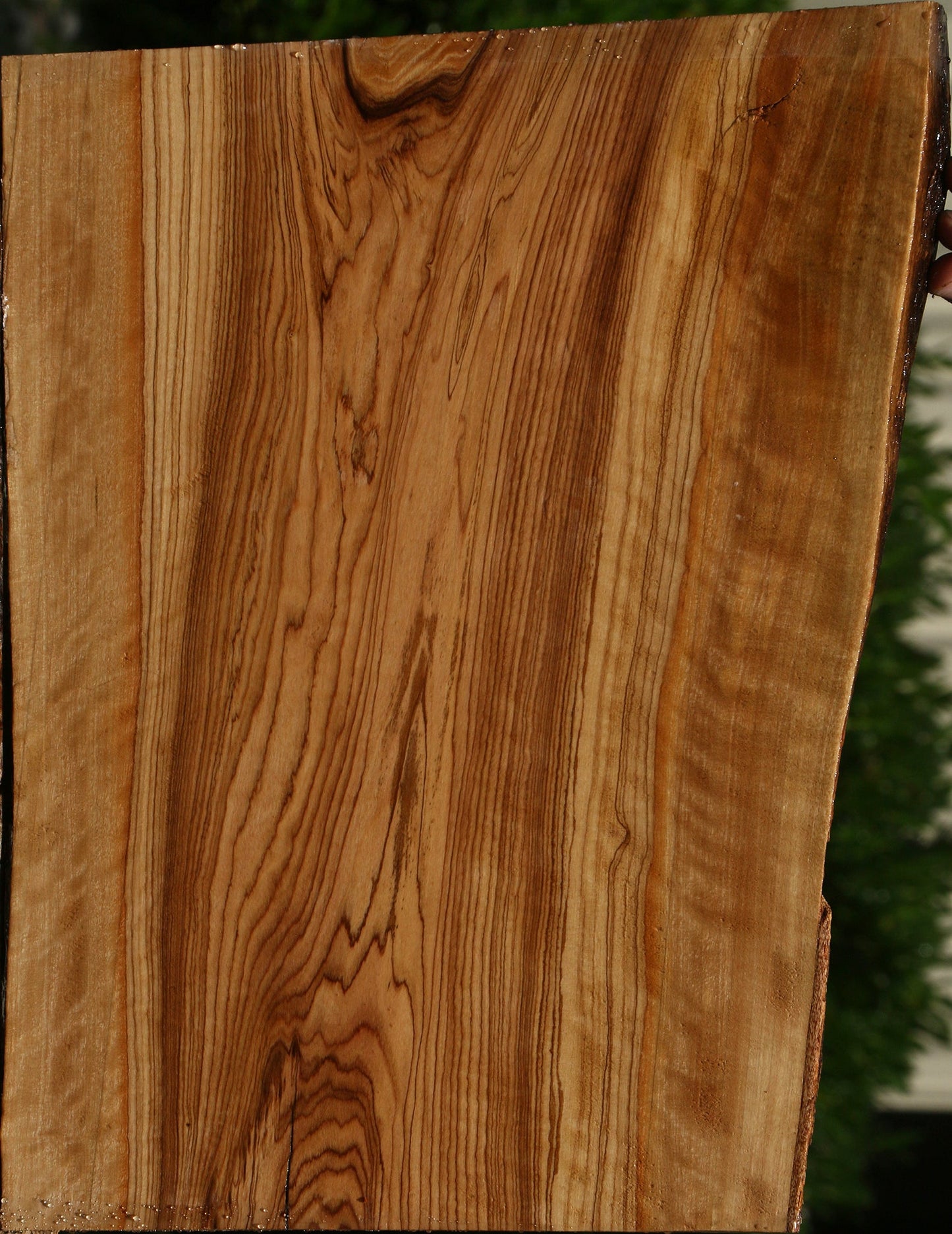 African Olive Live Edge Lumber