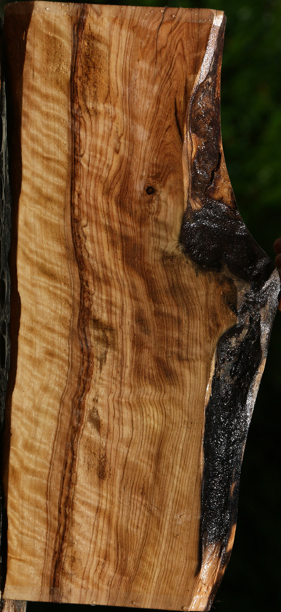 Extra Fancy African Olive Live Edge Lumber