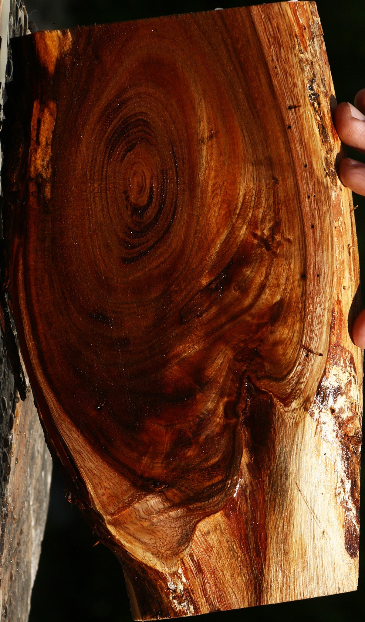 Extra Fancy Crotchwood Hawaiian Koa Live Edge Lumber