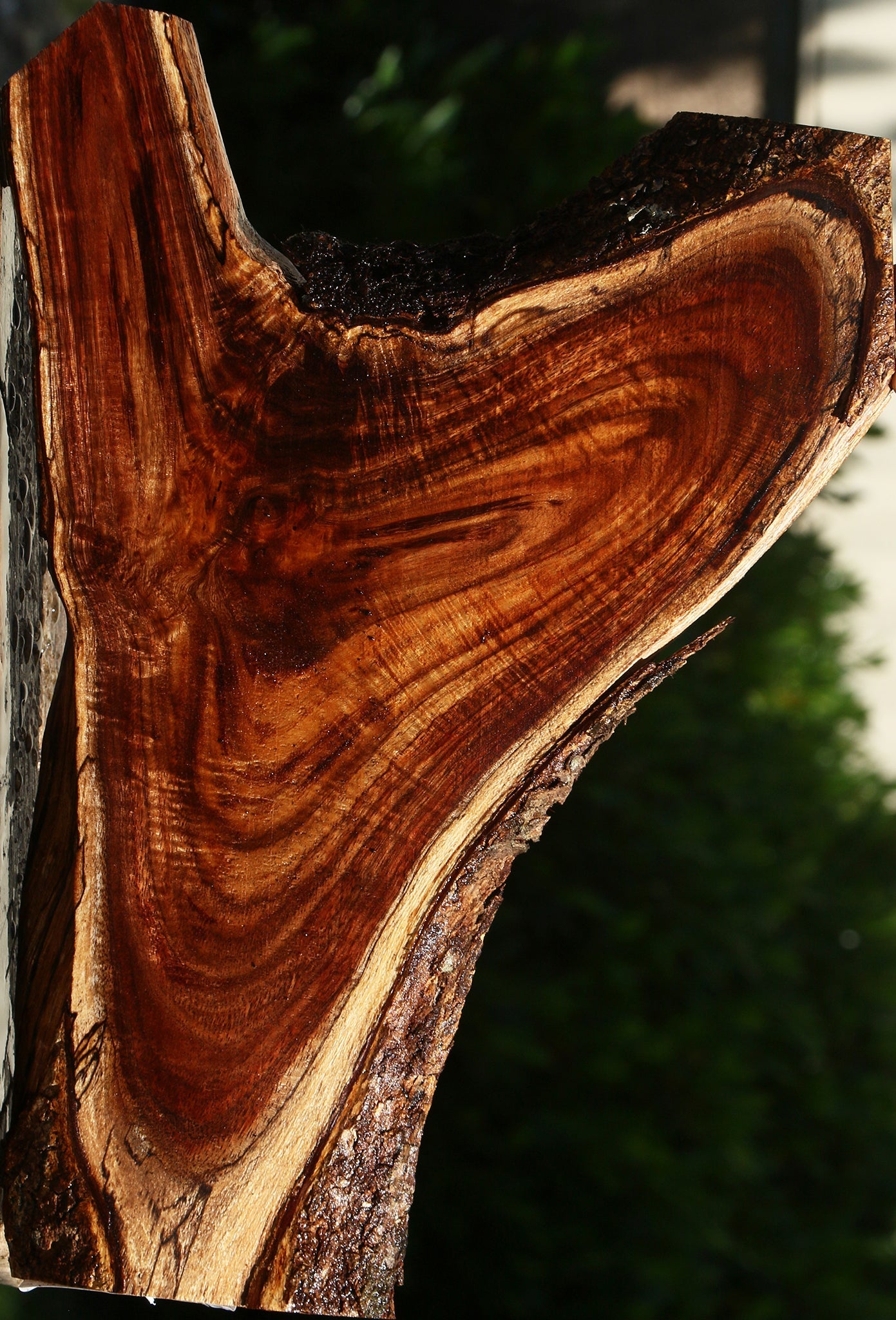 Extra Fancy Crotchwood Hawaiian Koa Live Edge Lumber