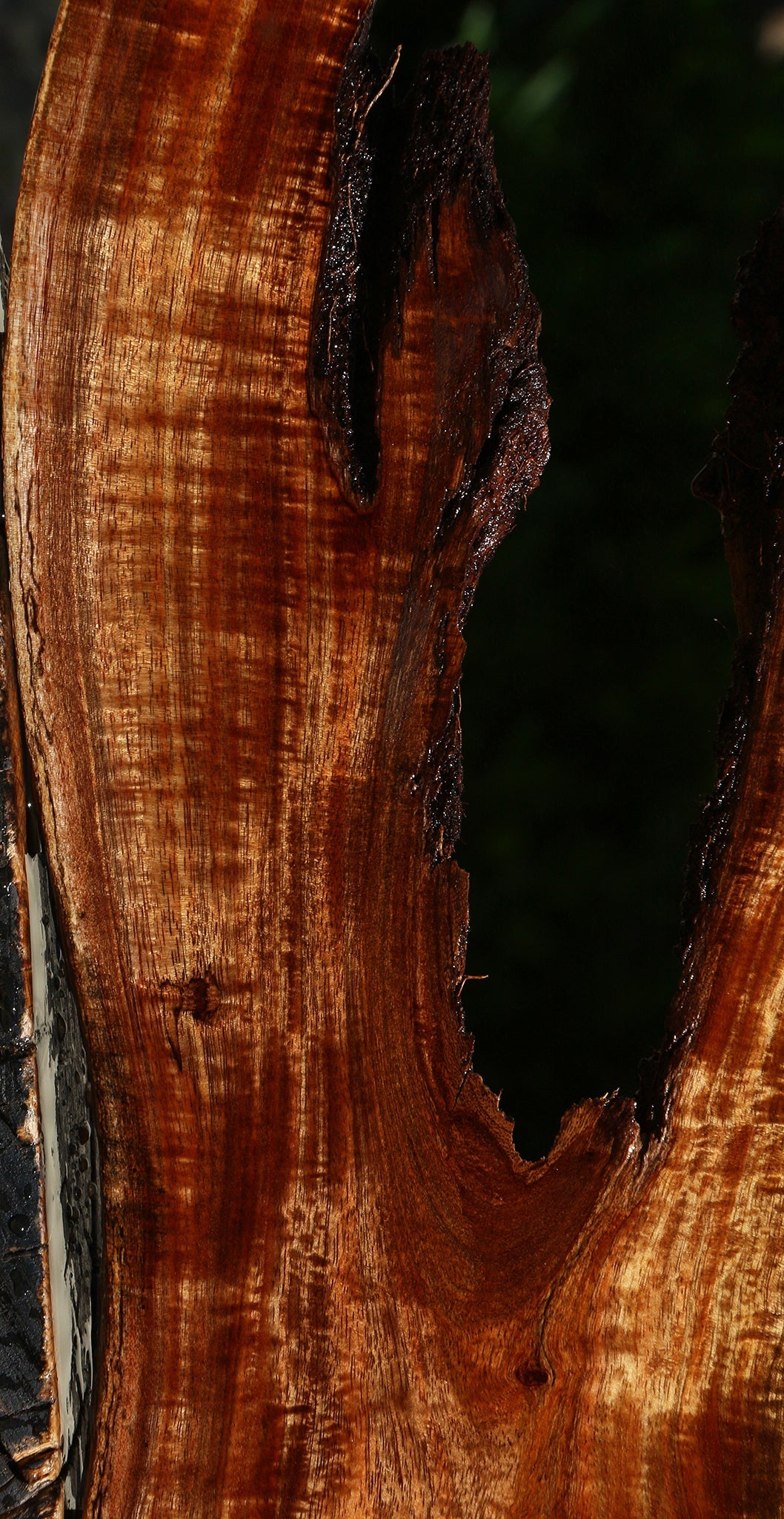 Exhibition Hawaiian Koa Live Edge Micro Lumber