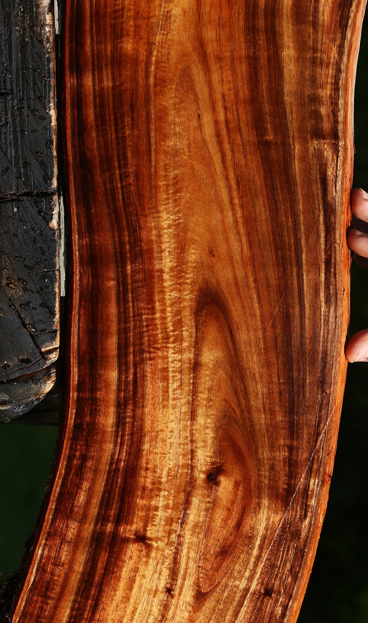 Extra Fancy Hawaiian Koa Live Edge Micro Lumber