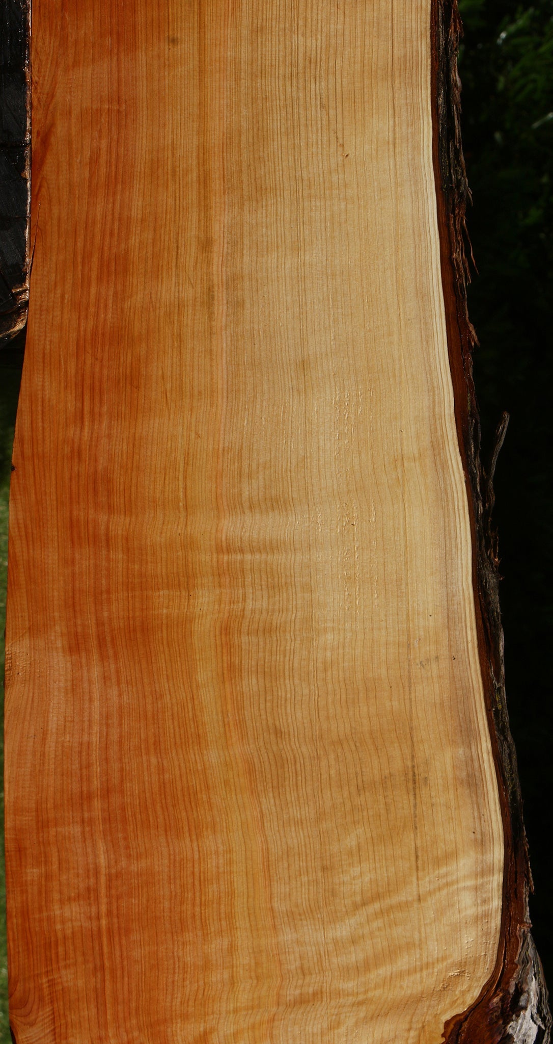 Juniper Live Edge Slab