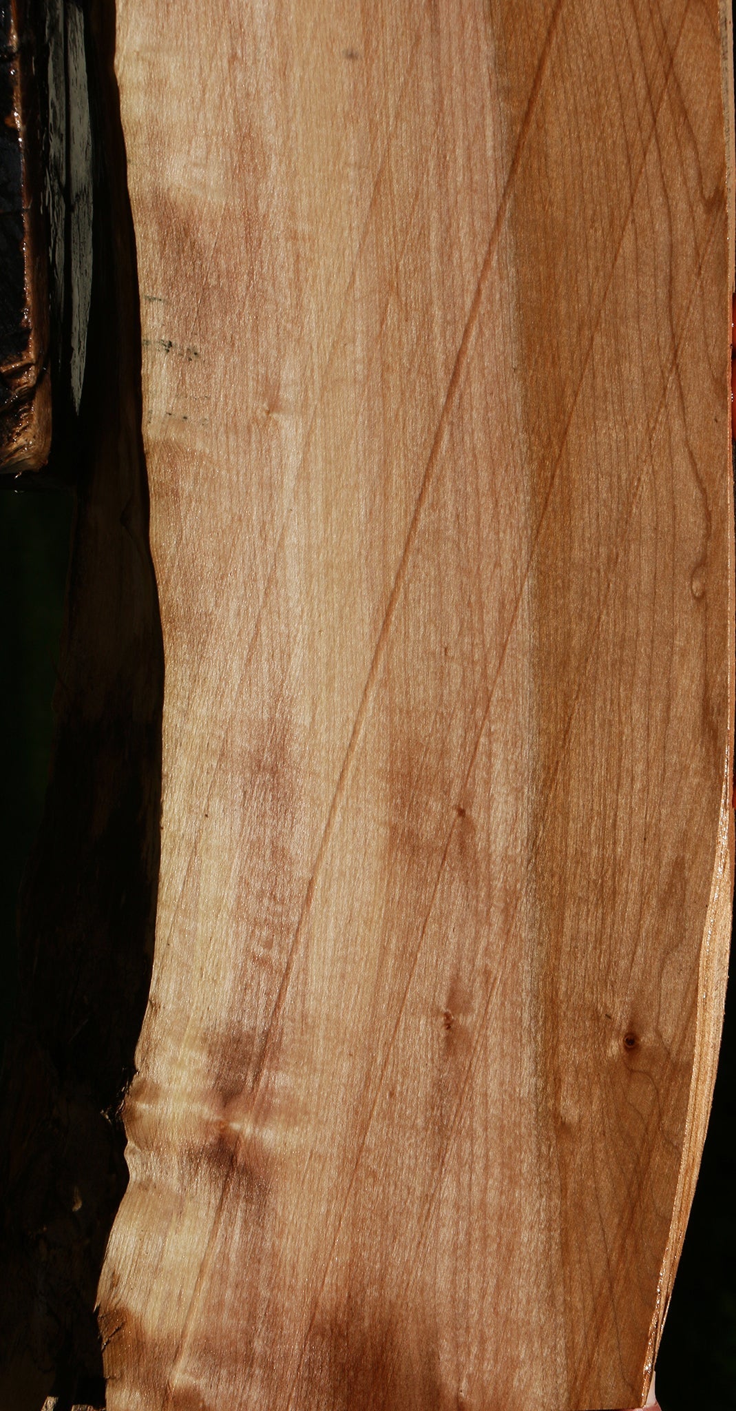 Figured Maple Live Edge Mini Slab