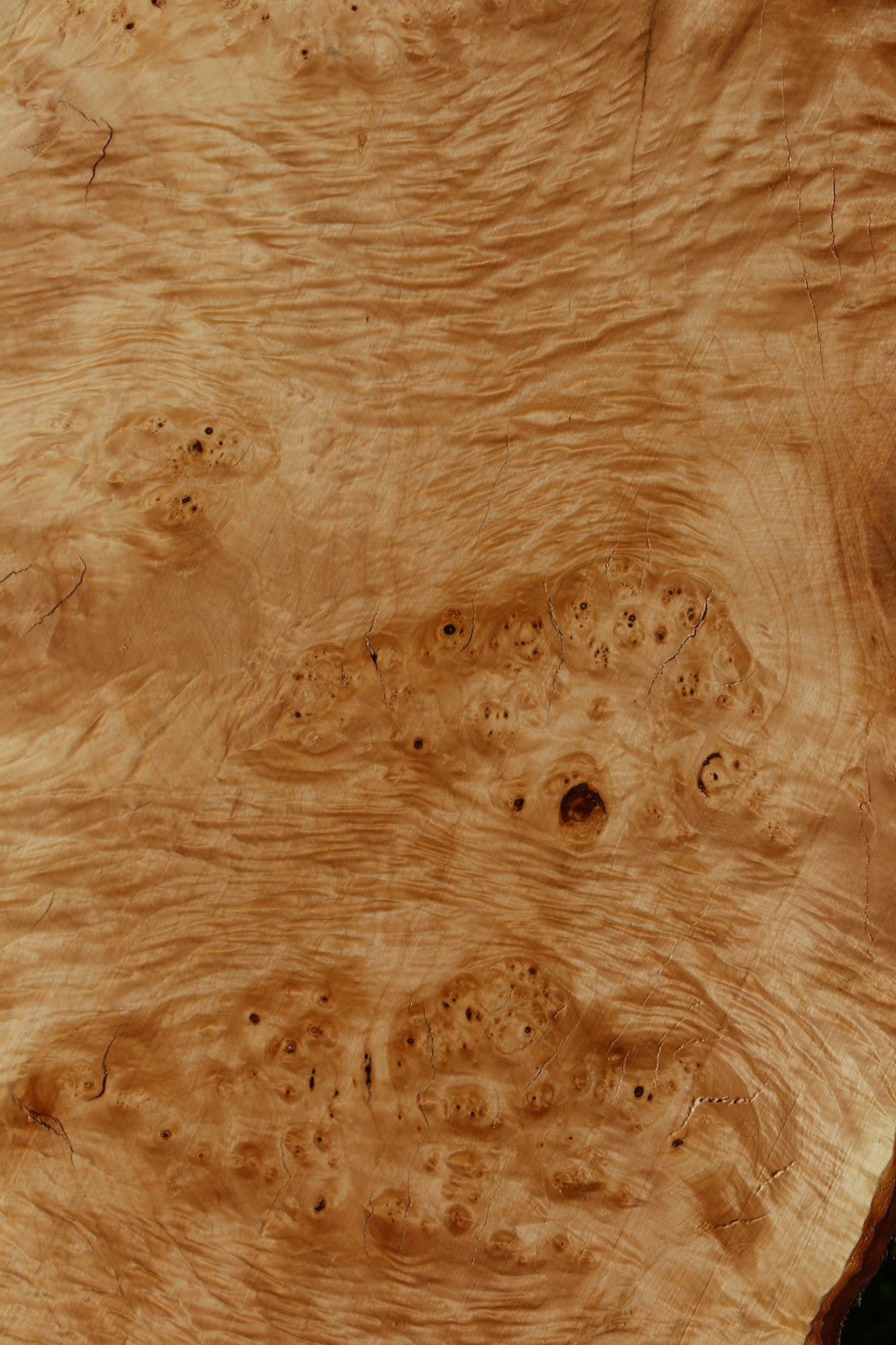 Maple Burl Live Edge Slab