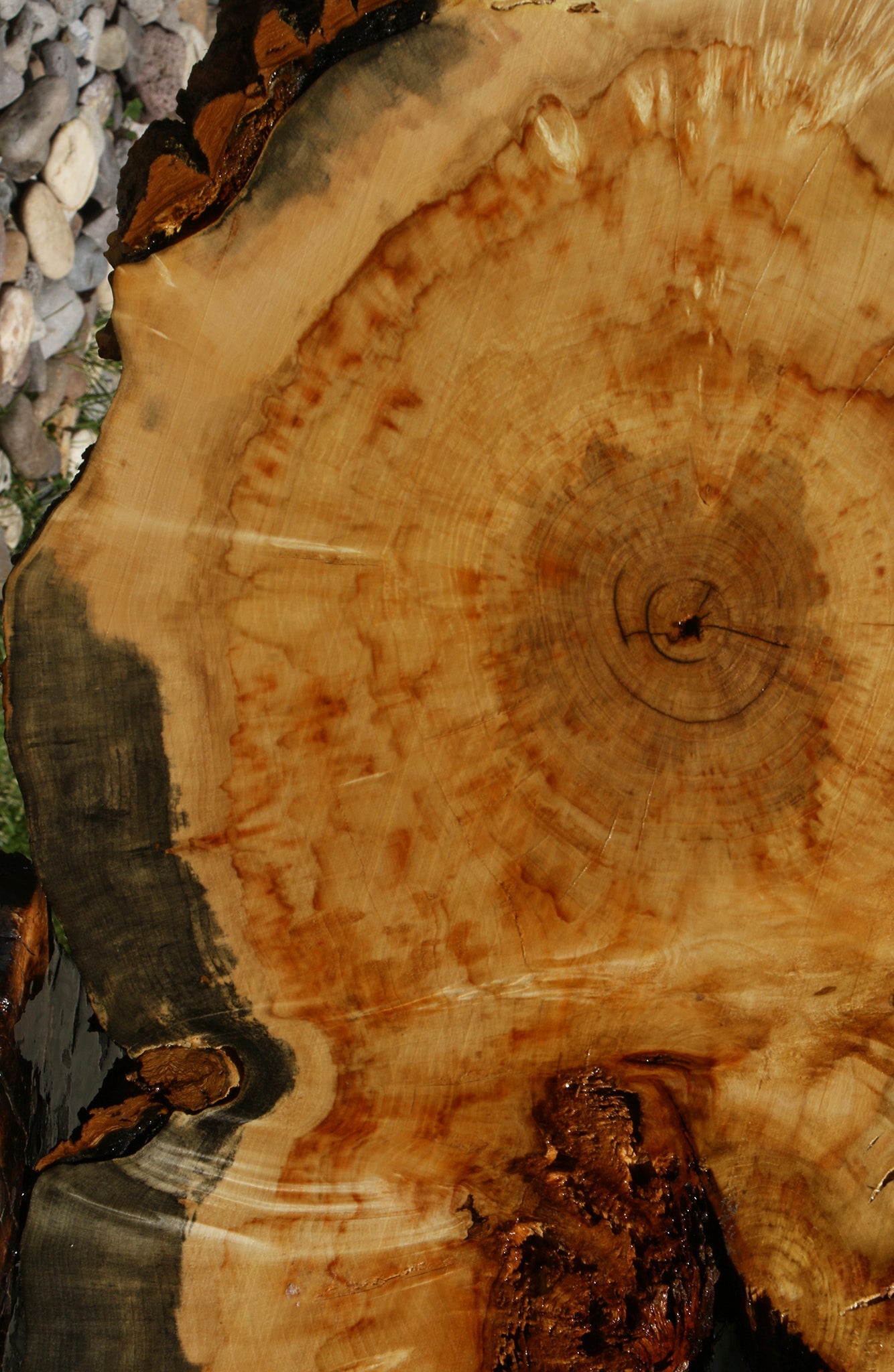 Blued Box Elder Cookie (Free Shipping Excluded)