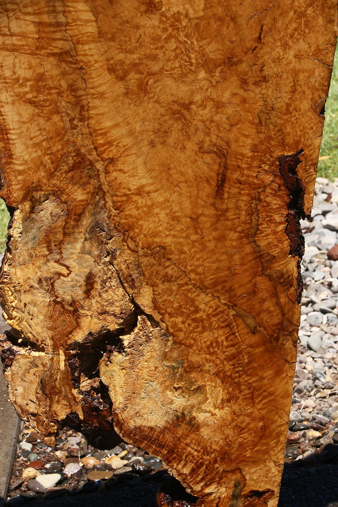 Dyer Oak Burl Live Edge Slab (Free Shipping Excluded)